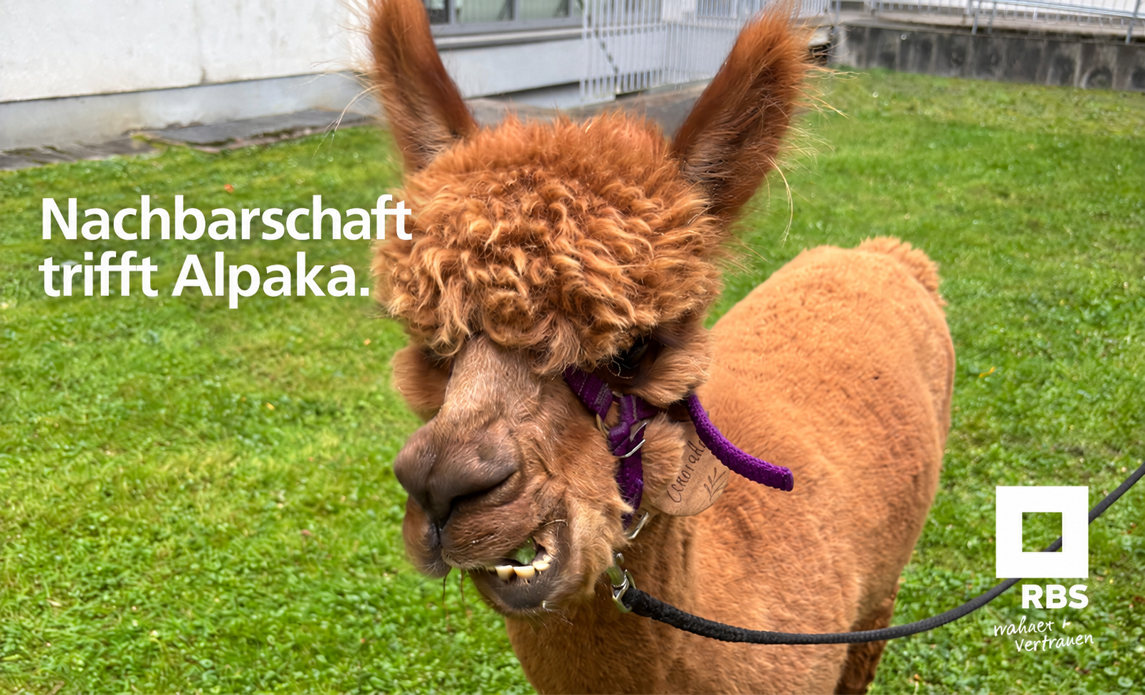 Tierischer Besuch im Quartier Krabb